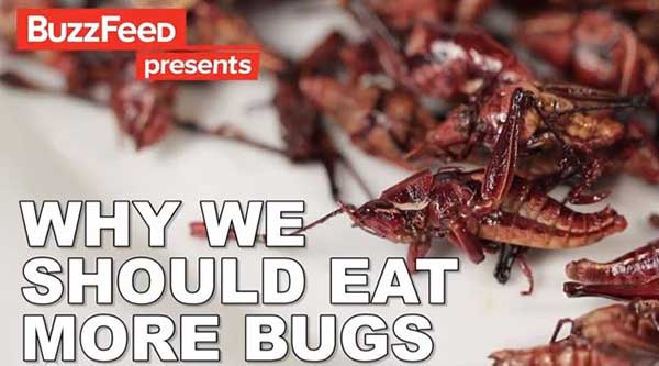 why shouldnt you eat bugs