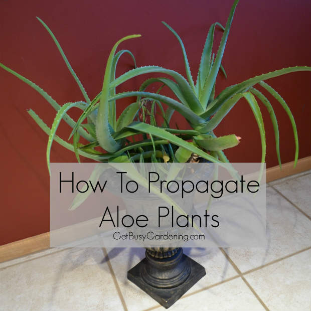 How To Propagate Aloe Plants - The Prepared Page