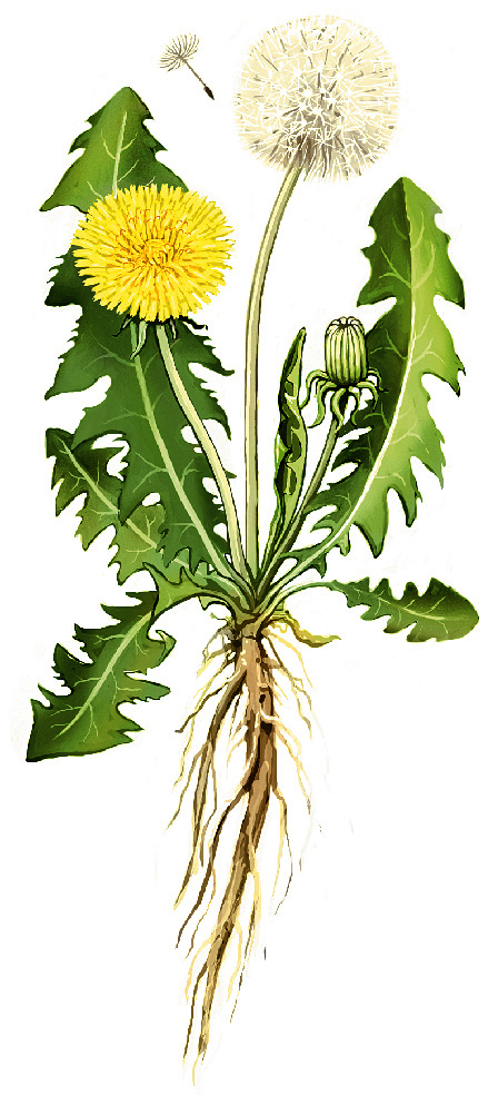 Harvesting and Using Dandelion Roots - The Prepared Page