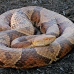 Skinning and Cooking Copperhead Snake