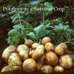 Potatoes as a Survival Crop