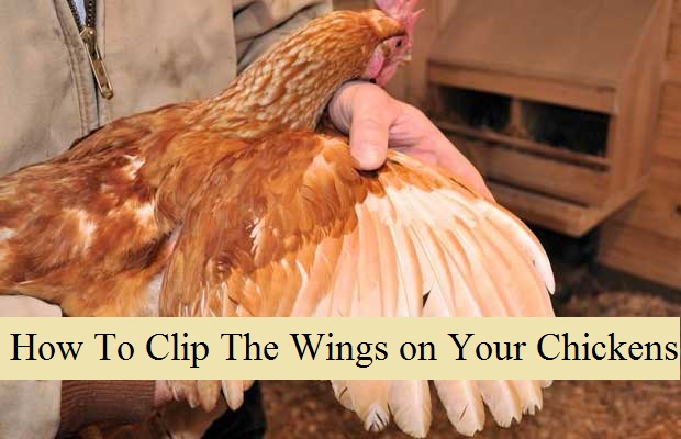 How To Clip The Wings on Your Chickens - The Prepared Page