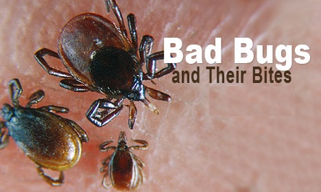 Identify Bugs & Their Bites - The Prepared Page