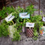 Growing Herbs at Home