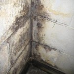 Killing Mold Without Chemicals