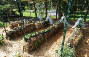 Straw Bale Gardening