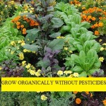 Grow Organically Without Pesticides