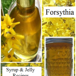 Forsythia Syrup & Jelly Recipes