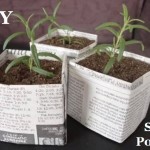 MIY Seed Pots