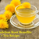 Dandelion Root Benefits + Tea Recipe