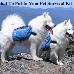 What To Put In Your Pet Survival Kit