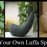 Grow Your Own Luffa Sponges!