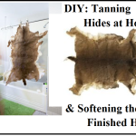 DIY: Tanning Hides at Home & Softening the Finished Hide