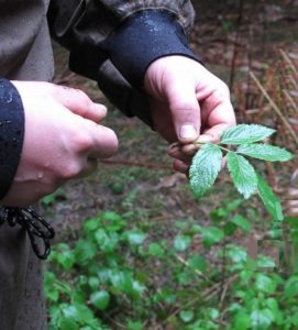 FREE Wild Plant Identification eCourse