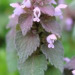 Foraging Purple Dead Nettle