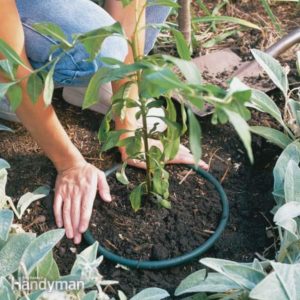 Corralling Invasive Plants