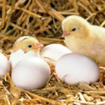 Incubating and Hatching Eggs