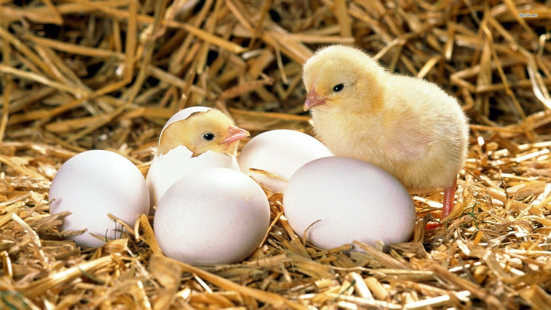 How To Hatch Your Own Eggs