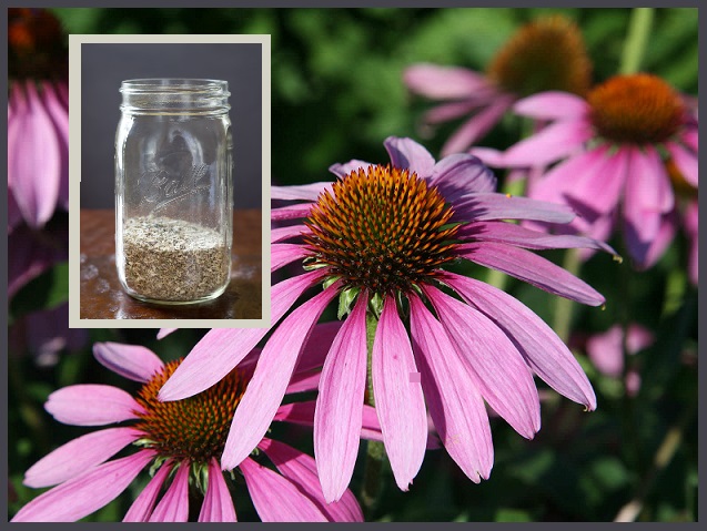Growing Harvesting And Preserving Echinacea The Prepared Page