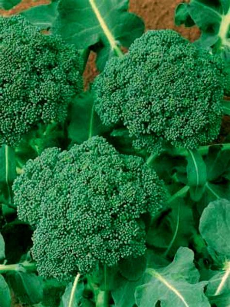 Broccoli and Sprouts Seed Saving