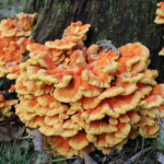 Chicken of the Woods Mushrooms